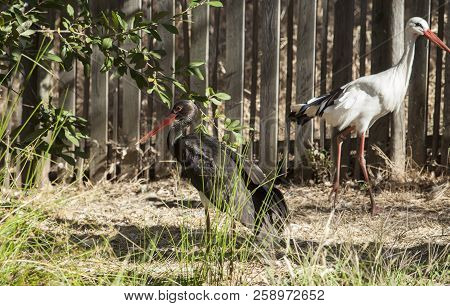 Black And White Stork At Los Hornos Recovery Center Of Wildlife, Caceres, Spain