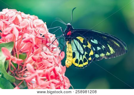 A Goliath Birdwinge Maie Butterfly Sitting On Flower