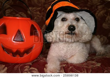 Beau en Bichon Frise udgør i sit Halloween kostume