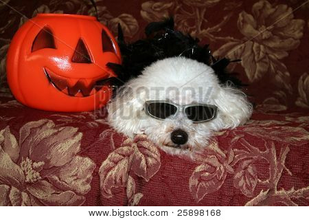 Beau en Bichon Frise udgør i sit Halloween kostume