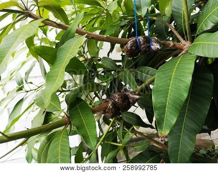 Mango Reproductive System Reproduction In Mango Plant