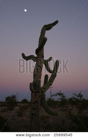 ein scraggly Kaktus in der Arizona-Sonnenuntergang