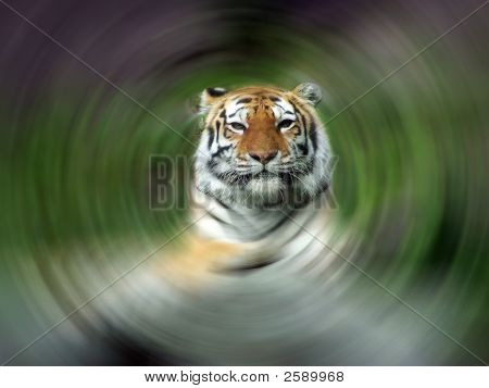 Tiikeri-suun kiinni Radial Blurr