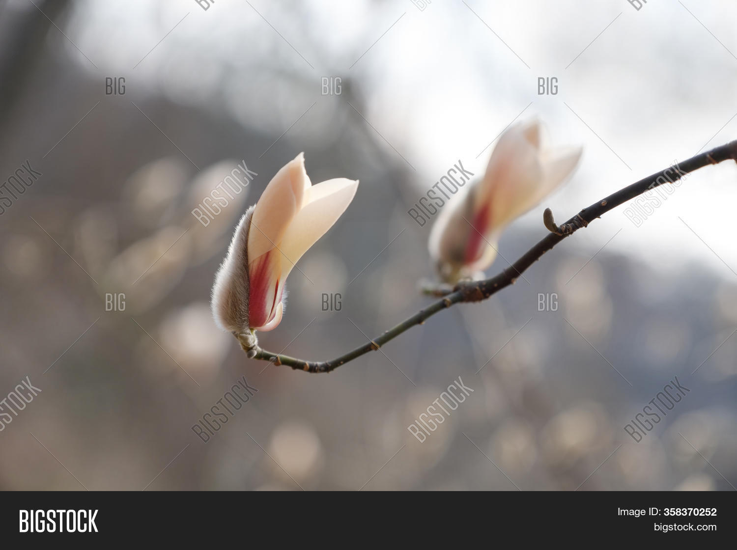 Magnolia Flower Bud Image Photo Free Trial Bigstock