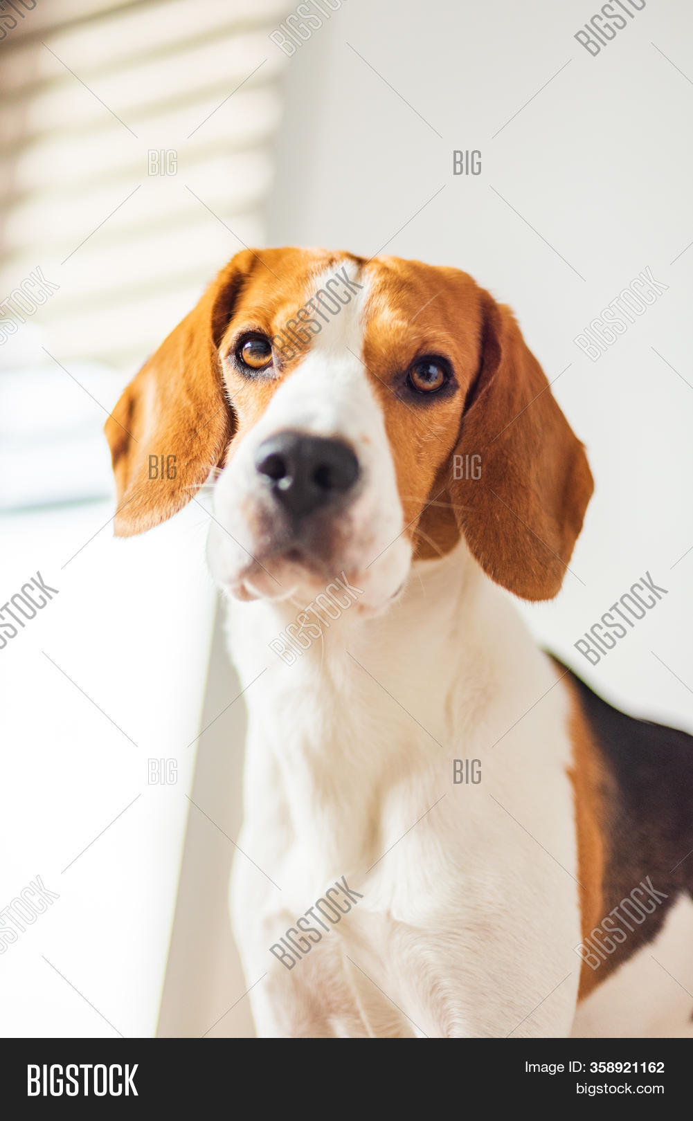 beagle dog big
