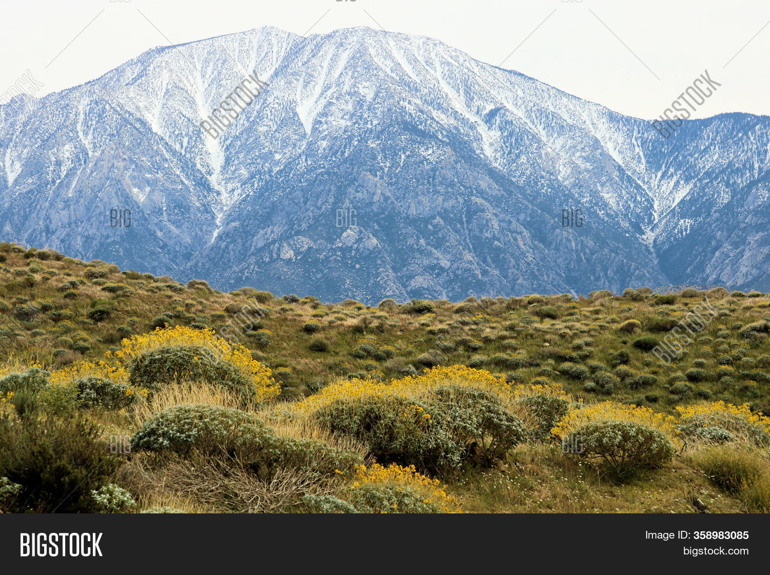 Chaparral Shrubs Image & Photo (Free Trial) Bigstock