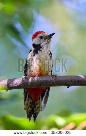 Middle Spotted Woodpecker (Dendrocopos medius) in natural habitat