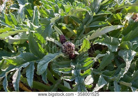 Artichokes Growing In A Garden. Fresh Vegetables For Healthy Life And Diet. Plant Of Artichoke. Clos