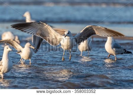 Large Flock Of Seagulls Wading In Shallow Ocean Water Part As Larger Bird Descends With Wide Wing Sp