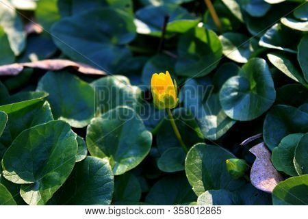 Colorful Yellow Blooming Caltha Flower Bud Among Lush Green Leaves, Closeup.