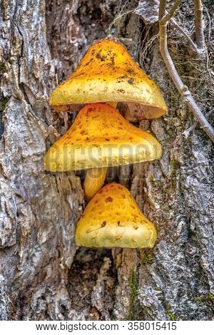 Vertical Close-up Shot Of Three Unusual And Beautiful Mushrooms Growing On The Trunk Of A Tree.