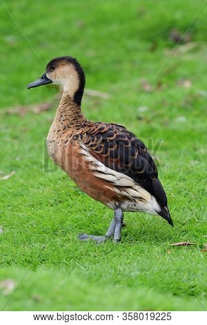 Portrait Of A Wandering Whistling Duck (dendrocygna Arcuata)