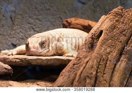 Savannah Monitor (varanus Exanthematicus)