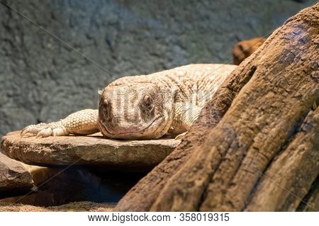 Savannah Monitor (varanus Exanthematicus)