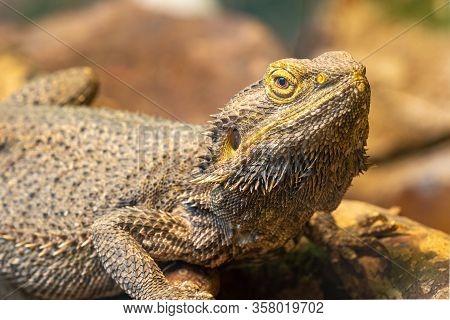 Central Bearded Dragon (pagona Vitticeps)