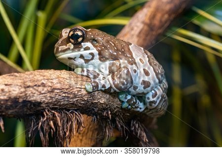 Close Up Of A Mission Golden Eyed Tree Frog (trachycephalus Resinifictrix) Sitting On A Branch