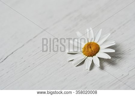 closeup of a daisy flower on a white wooden surface, with some blank space on the left