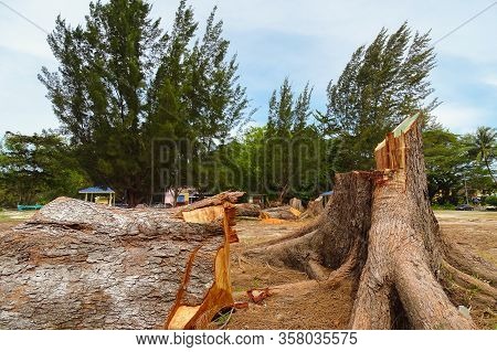 Destruction Of Taman Damai Beach Trees Labuan,malaysia For Tourism Industry. No Laws To Protect The 