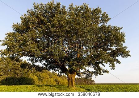 Sunny Or Cloudy Autumn With Trees That Change The Color Of The Foliage