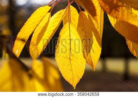 Autumn Nature With Multi-colored Trees, The Details Of The Trees That Change The Color Of The Foliag