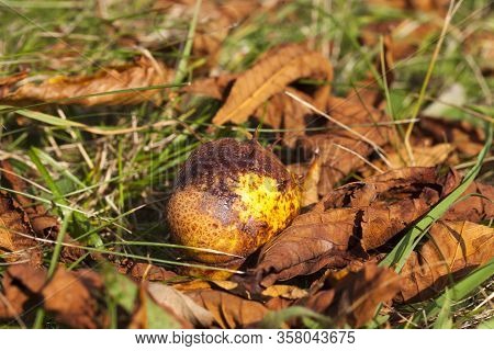 Warm Weather In The Park In The Autumn Season, Real Autumn In The Daytime, Sunny Weather With Sunlig