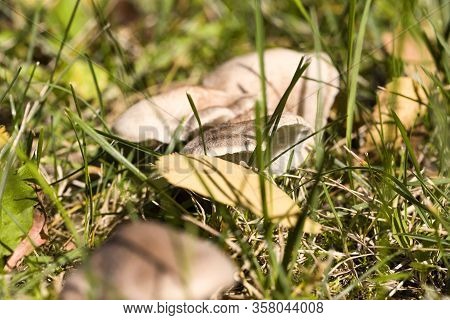 Wild Dangerous Mushrooms Growing In The Grass, Autumn Season, Dangerous Food, Poisonous Mushrooms