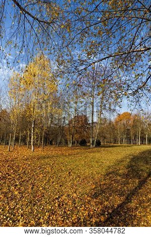 Beautiful Birch Foliage That Changed Color In The Autumn Season, Close-up On The Nature Of The Trees