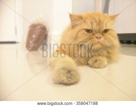Cat In The House Parakeet, Psittacula, Red