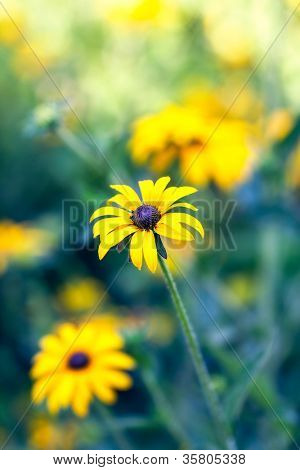 Coneflowers giallo (Echinacea paradoxa)
