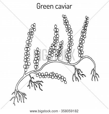 Sea Grapes Or Green Caviar Caulerpa Lentillifera , Edible Seaweed. Hand Drawn Botanical Vector Illus