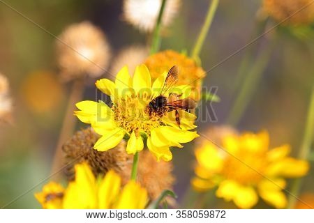 A Great Honeybee Or Apis Dorsata Bee Working On Wild Yellow Marigold Flower With Blurred Nature Back