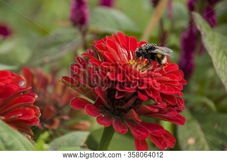 Big Bumblebee Gather Nectar. Bright Red Flower Zinnia Blooming In The Garden On The Green Background