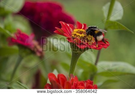 Big Bumblebee Gather Nectar. Bright Red Flower Zinnia Blooming In The Garden On The Green Background