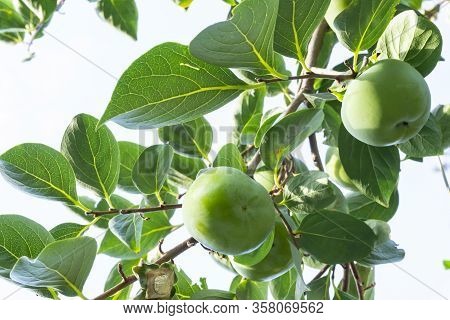 Upward View, Bunches Of Green Raw Persimmon Round Fruits And Green Leaves Under Blue Sky, Kown As Di