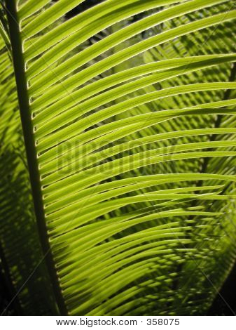Cycad Fronds