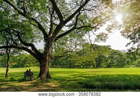 The Greenery Leaves Branches Of Big Rain Tree Sprawling Cover On Green Grass Lawn Under Sunshine Mor