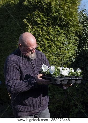 Elderly Bald Man Stands In The Garden With White Violins In Flower Pots In His Hands. Large-flowered