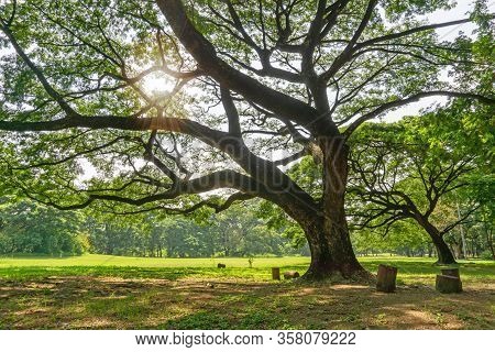 The Greenery Leaves Branches Of Big Rain Tree Sprawling Cover On Green Grass Lawn Under Sunshine Mor
