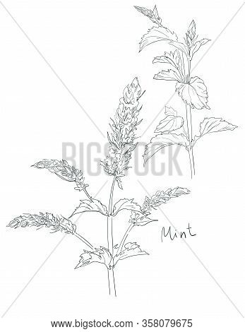 Hand Drawn Mint Grass Ink. Vector Illustration, Menthol Leaves Isolated On White Background. Leaf He