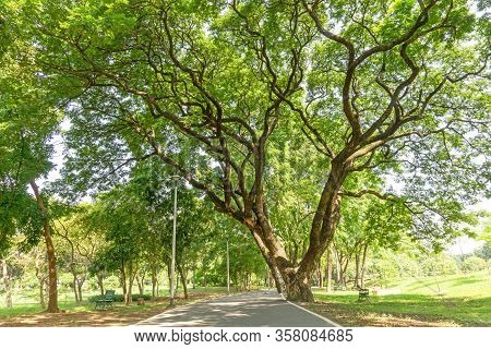 The Greenery Leaves Branches Of Big Rain Tree Sprawling Cover On Asphalt Pavement Walkway And Joggin