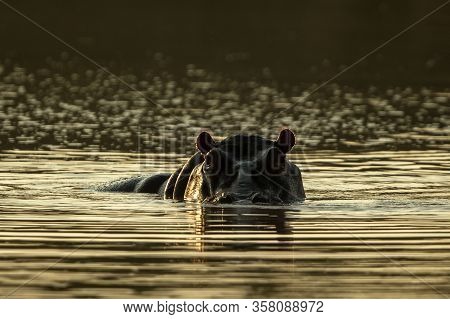 Partly Submerged Hippopotamus (hippopotamus Amphibius), Or Hippo, Its Eyes And Ears Only Above The W