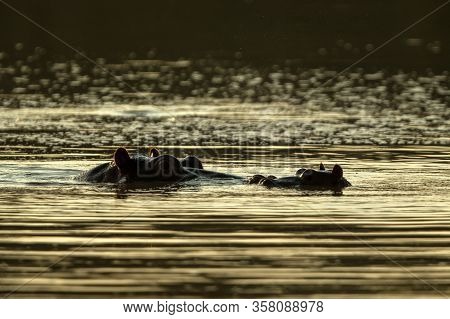 Partly Submerged Hippopotamus (hippopotamus Amphibius), Or Hippo, Its Eyes And Ears Only Above The W