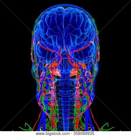 Lymph Nodes Are Important In The Function Of The Immune Response And Also Store Special Cells That C