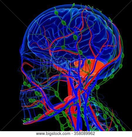 Lymph Nodes Are Important In The Function Of The Immune Response And Also Store Special Cells That C