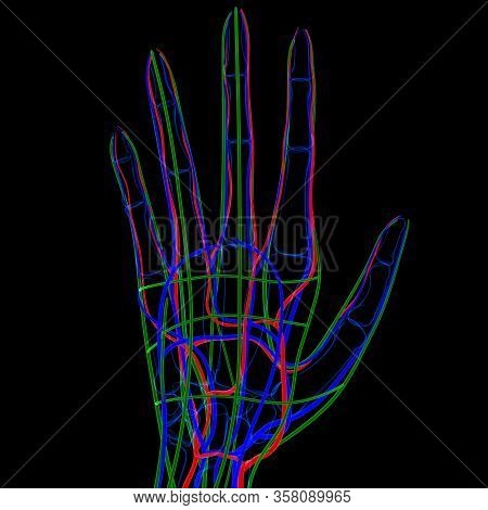 Lymph Nodes Are Important In The Function Of The Immune Response And Also Store Special Cells That C