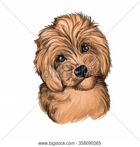 Peekapoo Dog Digital Art Illustration Isolated On White