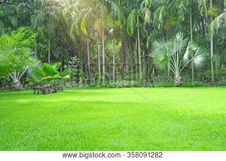 Fresh Green Carpet Grass Yard, Smooth Lawn In A Beautiful Palm Trees Garden And Good Care Landscapin