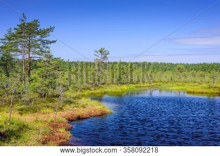 Viru Bog (viru Raba) In Lahemaa National Park, A Popular Natural Attraction In Estonia, A Tourist Ec