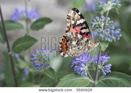 Painted Lady