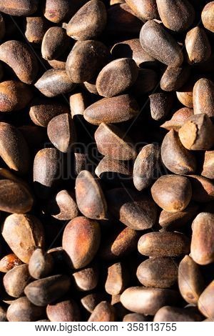 Inshell Pine Nuts. Cedar Nuts. Bright Sunlight Gives Sharp Shadows.